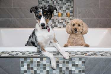 Two dogs in bathtub