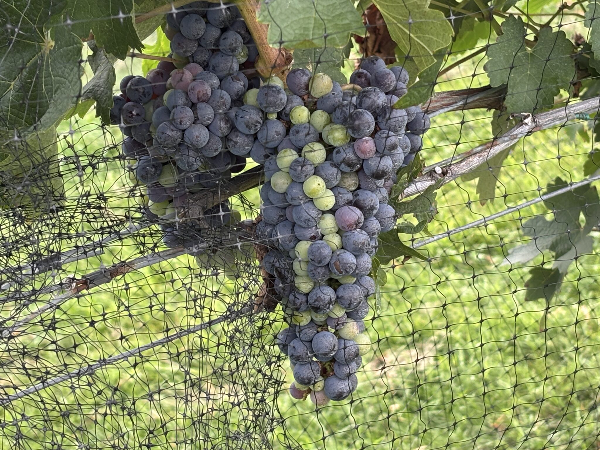 Harvest Festival 2026